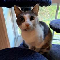 Thumbnail photo of Tsunade #3