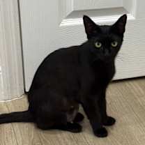 Thumbnail photo of Indie #1