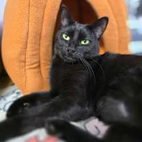 Thumbnail photo of Indie #2