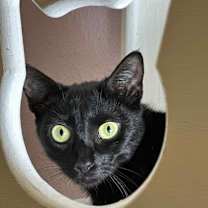 Thumbnail photo of Indie #3