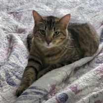 Thumbnail photo of Pawly #1