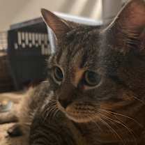 Thumbnail photo of Rocky Racoon #4