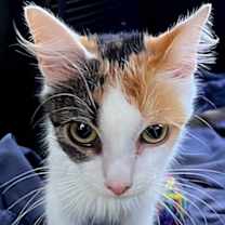 Thumbnail photo of KITTEN FRECKLES #4