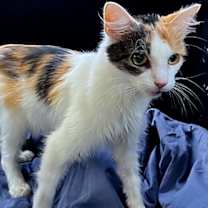 Thumbnail photo of KITTEN FRECKLES #2