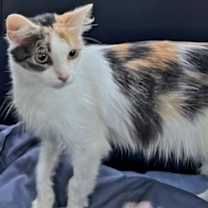 Thumbnail photo of KITTEN FRECKLES #3