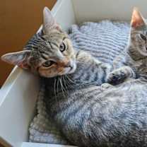 Thumbnail photo of Windows / Linux #3