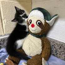 Thumbnail photo of Chai 25-1522 #1