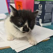 Thumbnail photo of Chai 25-1522 #2