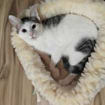 Thumbnail photo of Arnold & Jenny: The Purrfect Kitten Pair! #2