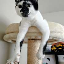 Thumbnail photo of Arnold & Jenny: The Purrfect Kitten Pair! #3