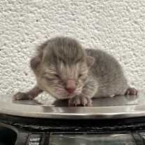 Thumbnail photo of Cressida #2