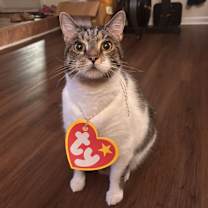 Thumbnail photo of Leo (aka Beefy) #1