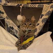 Thumbnail photo of Gummy Clusters #1