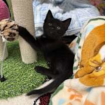 Thumbnail photo of Moonglow Rainbow Brite Sailor #3