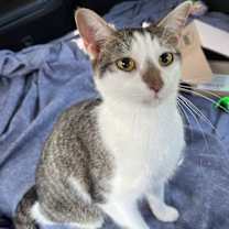 Thumbnail photo of KITTEN CHESTER #1