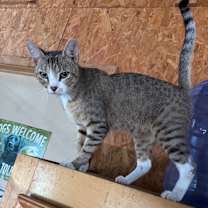 Thumbnail photo of Thor #2