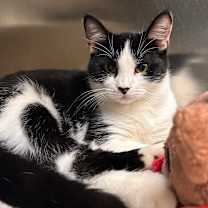 Thumbnail photo of Summer #1