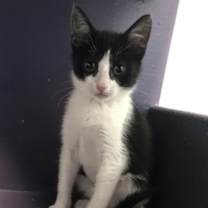 Thumbnail photo of Pepper #2