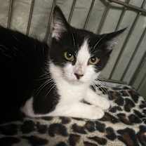 Thumbnail photo of Summer #2