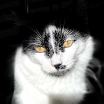 Thumbnail photo of Winnie Harlow #2