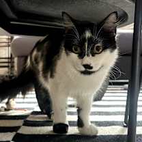 Thumbnail photo of Winnie Harlow #4