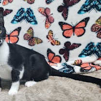 Thumbnail photo of 250821  Grease Monkey #2