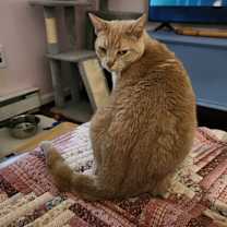 Thumbnail photo of Chedda & Mel #2