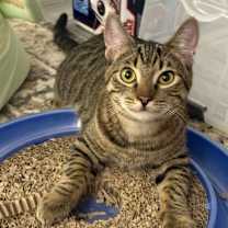 Thumbnail photo of Mudsdale #4