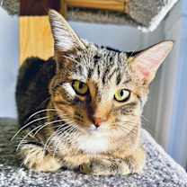 Thumbnail photo of Mario #1