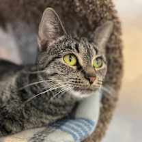 Thumbnail photo of BonBon #4