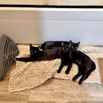 Thumbnail photo of Ellie #2