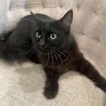 Thumbnail photo of Gemma #1