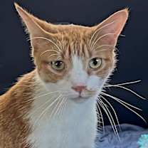 Thumbnail photo of KITTEN CHEWY #1