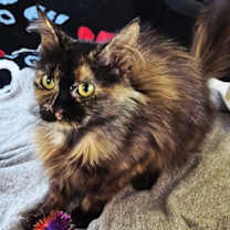 Thumbnail photo of SPRINKLES #2