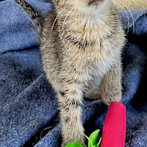 Thumbnail photo of KITTEN MELON #1