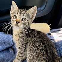 Thumbnail photo of KITTEN MELON #2