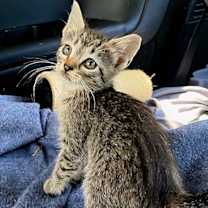 Thumbnail photo of KITTEN MELON #3