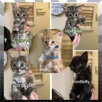 Thumbnail photo of Ironbelly & Fireball #3