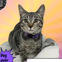 Thumbnail photo of Cleo, the Poodle #1