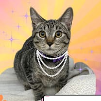 Thumbnail photo of Cleo, the Poodle #4