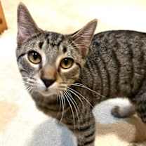 Thumbnail photo of Mochi #4