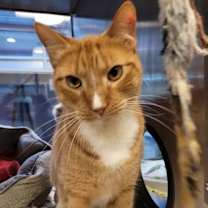 Thumbnail photo of Hamilton #1