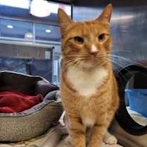 Thumbnail photo of Hamilton #2