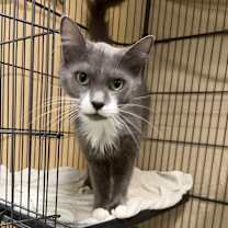 Thumbnail photo of Mariah Kitty #1