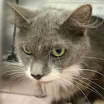 Thumbnail photo of Mariah Kitty #2