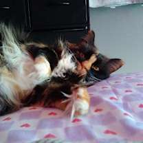 Thumbnail photo of Turnip #1