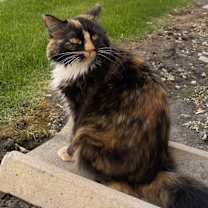 Thumbnail photo of Turnip #2