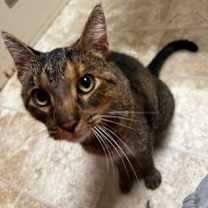 Thumbnail photo of Nutella #3