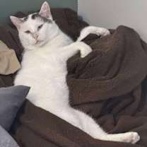 Thumbnail photo of Snowball #3