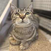 Thumbnail photo of Dame Maggie #1